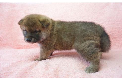成約済の奈良県の柴犬-32467の4枚目