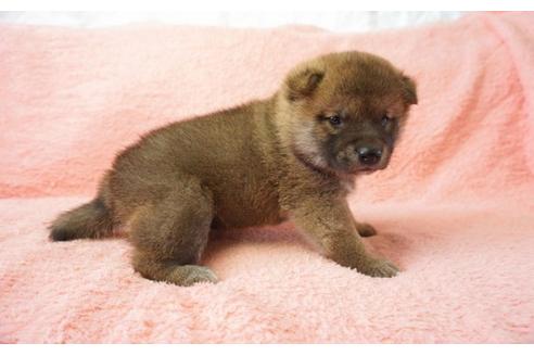 成約済の奈良県の柴犬-32467の5枚目