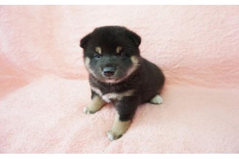 成約済の奈良県の柴犬-32466の4枚目