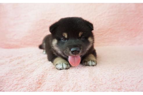 成約済の奈良県の柴犬-32466の5枚目