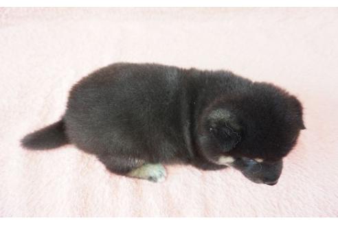 成約済の奈良県の柴犬-32466の1枚目
