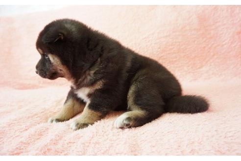 成約済の奈良県の柴犬-32466の2枚目
