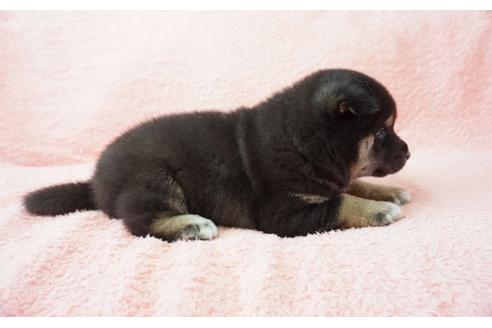 成約済の奈良県の柴犬-32466の3枚目