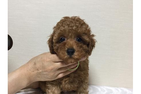 成約済の福岡県のトイプードル-32944の1枚目