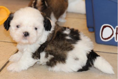 成約済の愛知県のシーズー-31673の5枚目