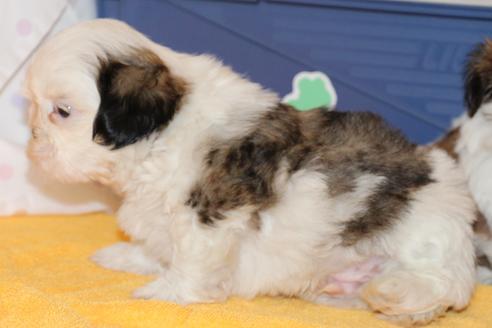 成約済の愛知県のシーズー-31673の4枚目