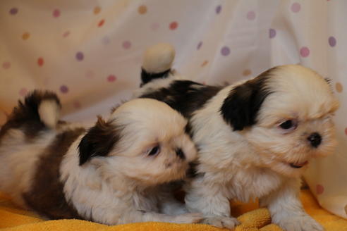 成約済の愛知県のシーズー-31673の1枚目