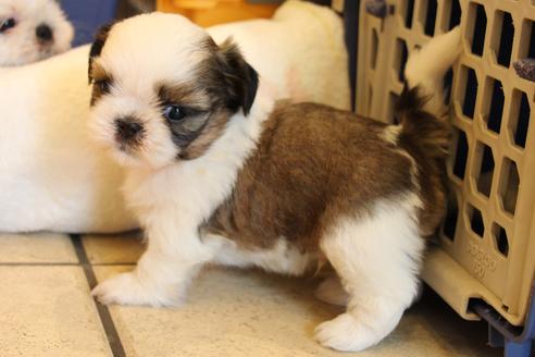 成約済の愛知県のシーズー-31675の5枚目