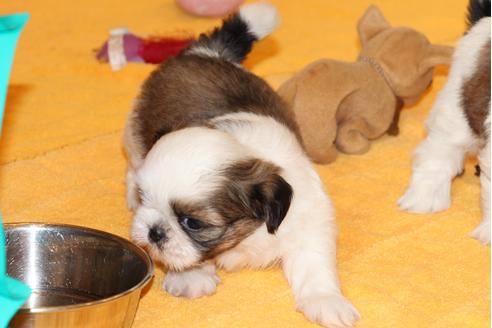 成約済の愛知県のシーズー-31675の2枚目