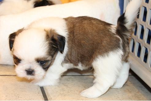 成約済の愛知県のシーズー-31675の1枚目