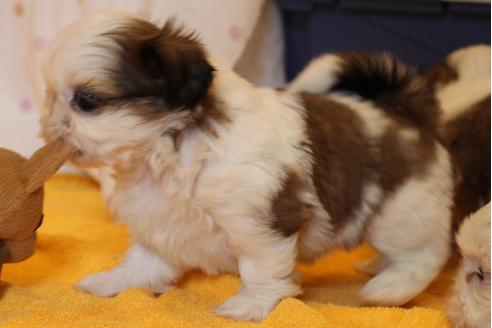 成約済の愛知県のシーズー-31678の5枚目