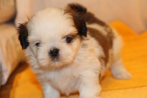 成約済の愛知県のシーズー-31678の3枚目