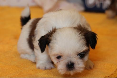 成約済の愛知県のシーズー-31678の2枚目