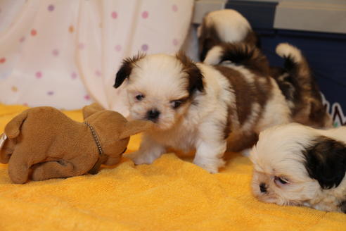成約済の愛知県のシーズー-31678の1枚目