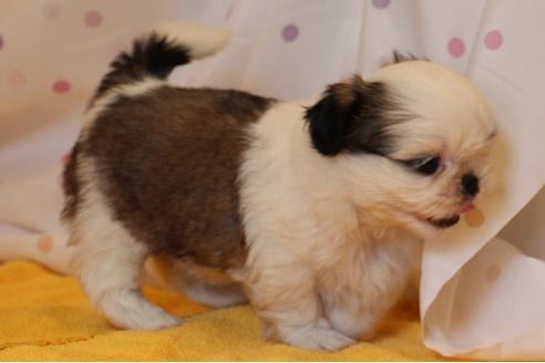 成約済の愛知県のシーズー-31677の5枚目