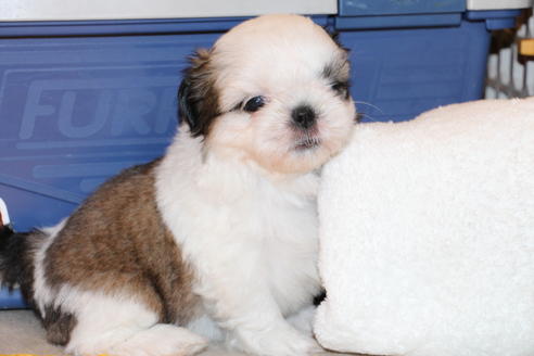 成約済の愛知県のシーズー-31677の4枚目