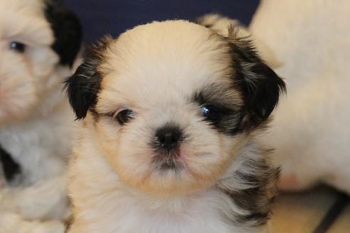 成約済の愛知県のシーズー-31677の3枚目