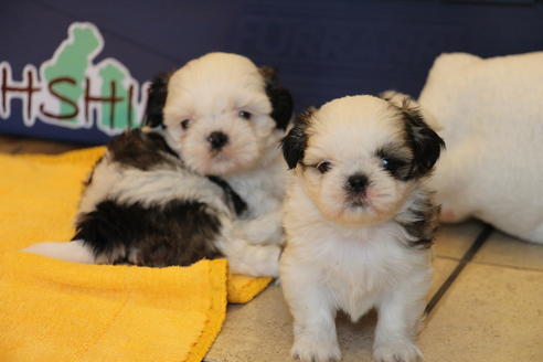 成約済の愛知県のシーズー-31677の2枚目