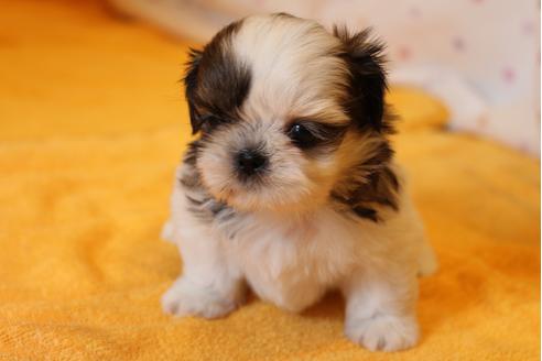 成約済の愛知県のシーズー-31672の5枚目