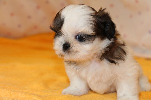 成約済の愛知県のシーズー-31672の4枚目