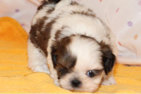 成約済の愛知県のシーズー-31672の3枚目