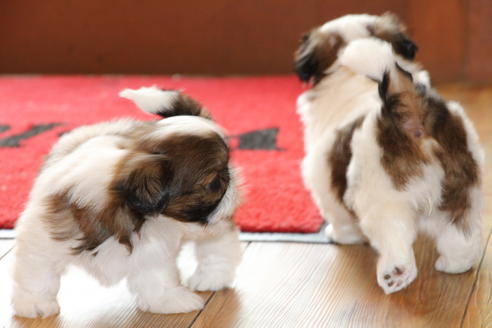 成約済の愛知県のシーズー-31672の2枚目