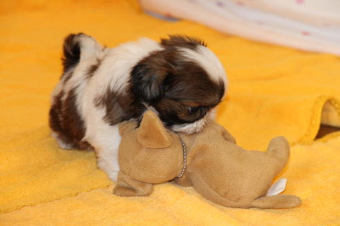 成約済の愛知県のシーズー-31672の1枚目