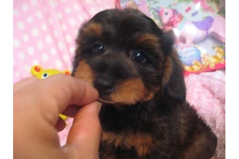 成約済の静岡県のミックス犬-32973の1枚目