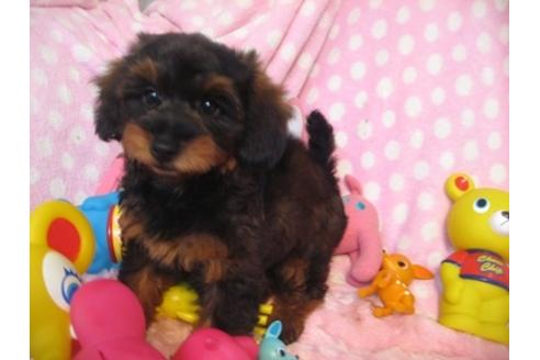 成約済の静岡県のミックス犬-32973の2枚目