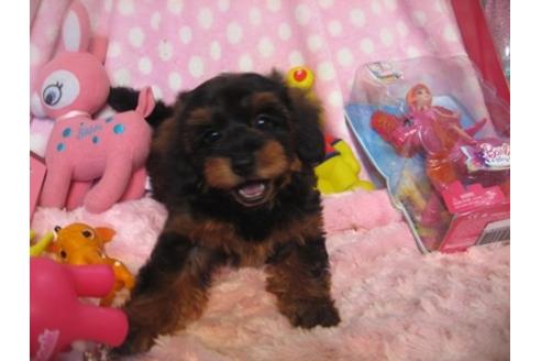 成約済の静岡県のミックス犬-32973の3枚目