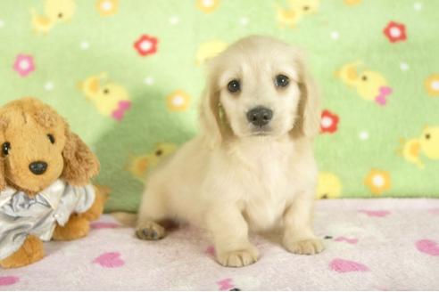 成約済の兵庫県のミニチュアダックスフンド-31422の1枚目