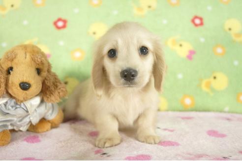 成約済の兵庫県のミニチュアダックスフンド-31422の3枚目