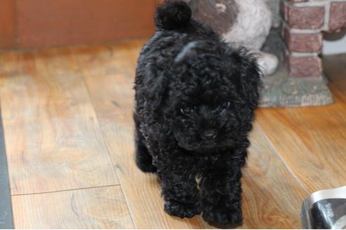 成約済の愛知県のトイプードル-31473の5枚目