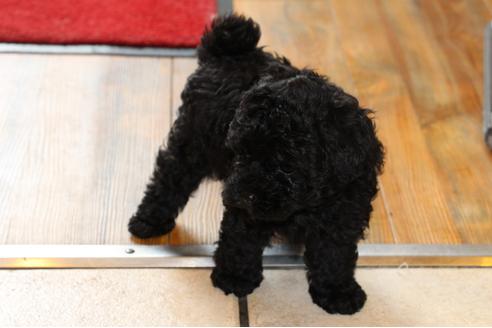 成約済の愛知県のトイプードル-31473の4枚目