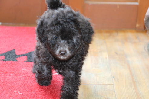 成約済の愛知県のトイプードル-31436の5枚目