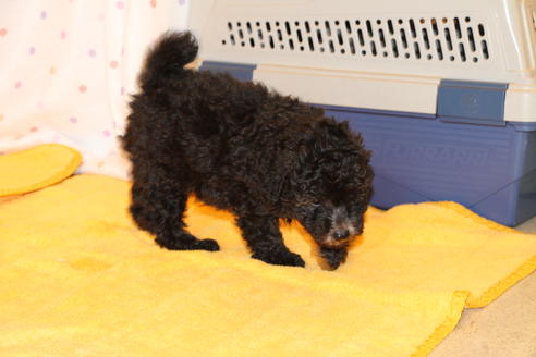 成約済の愛知県のトイプードル-31436の4枚目