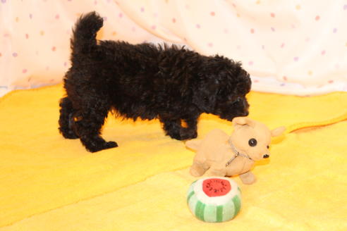 成約済の愛知県のトイプードル-31436の3枚目