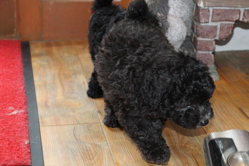 成約済の愛知県のトイプードル-31436の2枚目