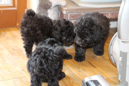 成約済の愛知県のトイプードル-31436の1枚目
