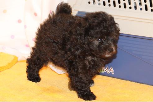 成約済の愛知県のトイプードル-31413の5枚目