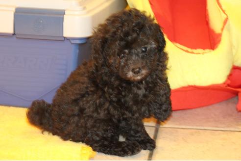 成約済の愛知県のトイプードル-31413の4枚目