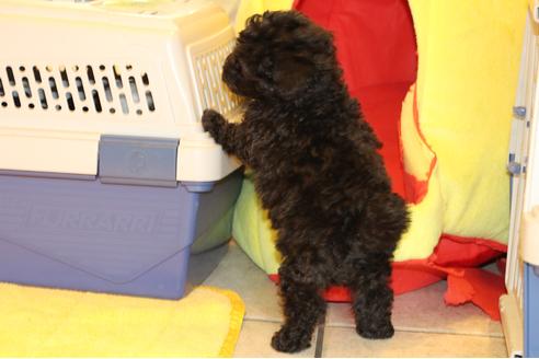 成約済の愛知県のトイプードル-31413の3枚目