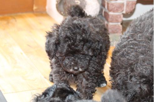 成約済の愛知県のトイプードル-31413の2枚目