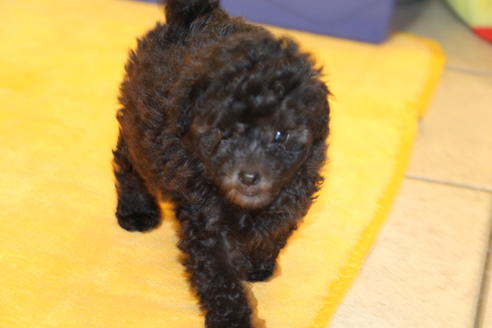 成約済の愛知県のトイプードル-31413の1枚目