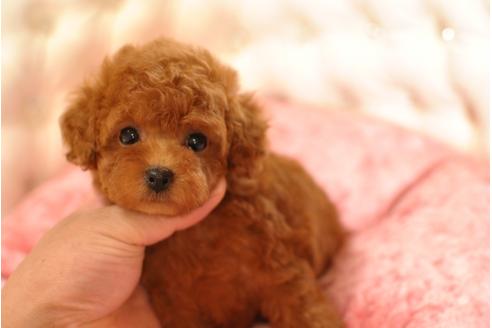 成約済の茨城県のトイプードル-32978の4枚目