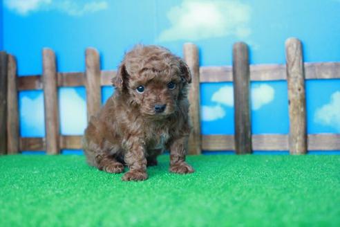 成約済の滋賀県のトイプードル-32986の2枚目