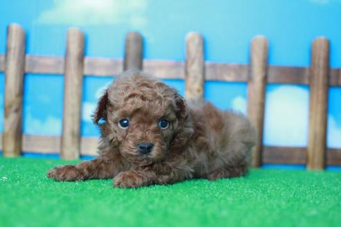 成約済の滋賀県のトイプードル-32986の1枚目