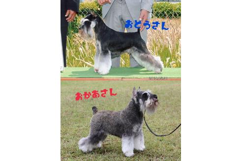 成約済の兵庫県のミニチュアシュナウザー-33007の5枚目
