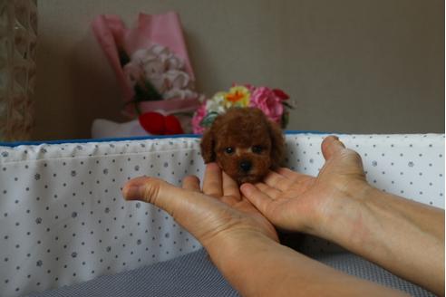 成約済の大阪府のトイプードル-33016の3枚目
