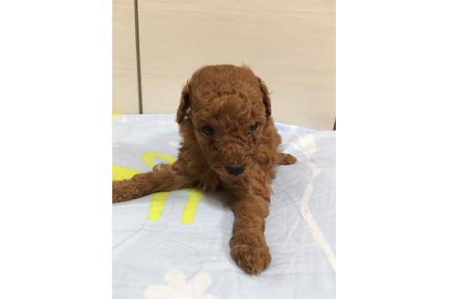 成約済の大阪府のトイプードル-33019の1枚目
